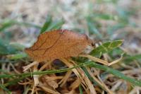 Drepanepteryx phalaenoides