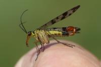 Panorpa vulgaris