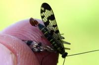 Panorpa vulgaris