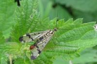 Panorpa communis