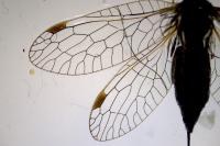 Raphidia ophiopsis