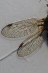 Phaeostigma notatum