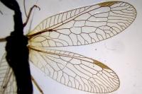 Phaeostigma notatum