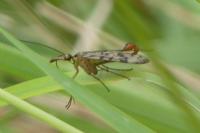 Panorpa vulgaris