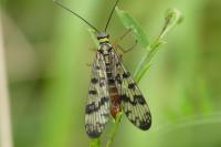 Panorpa vulgaris