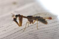 Mantispa styriaca