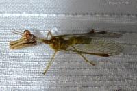 Mantispa styriaca
