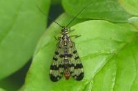 Panorpa vulgaris