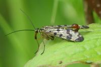 Panorpa vulgaris