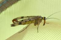Panorpa vulgaris