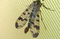 Panorpa vulgaris