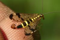 Panorpa communis