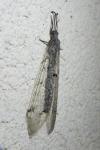Distoleon tetragrammicus