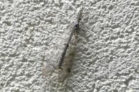 Distoleon tetragrammicus