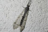 Distoleon tetragrammicus