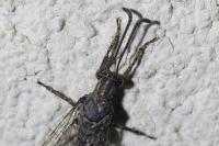 Distoleon tetragrammicus