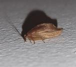Drepanepteryx phalaenoides