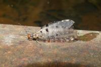 Osmylus fulvicephalus