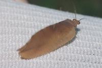 Drepanepteryx phalaenoides