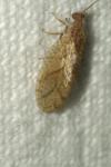 Micromus angulatus