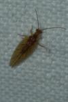 Micromus angulatus