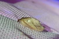 Drepanepteryx phalaenoides