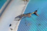Mantispa styriaca