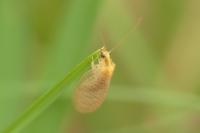 Hemerobius micans