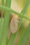 Hemerobius micans