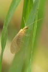 Hemerobius micans