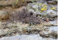 Osmylus fulvicephalus