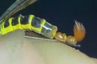 Panorpa cognata