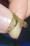 Panorpa cognata