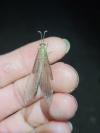 Distoleon tetragrammicus