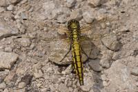 Orthetrum cancellatum