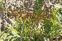 Oxygastra curtisii