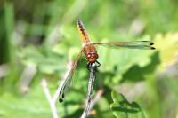 Libellula fulva