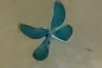 Calopteryx virgo virgo