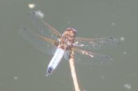 Libellula fulva