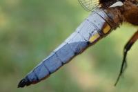 Libellula depressa