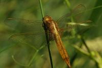 Crocothemis erythraea