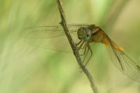 Crocothemis erythraea