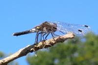 Leucorrhinia caudalis