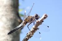 Leucorrhinia caudalis