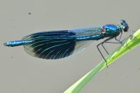 Calopteryx splendens splendens