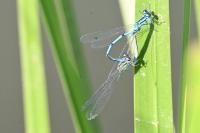Coenagrion puella