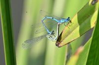 Coenagrion puella