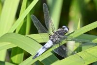 Libellula fulva