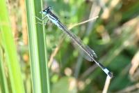 Ischnura elegans