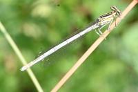 Platycnemis pennipes